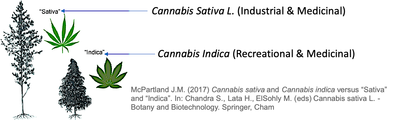 Hemp variety comparison